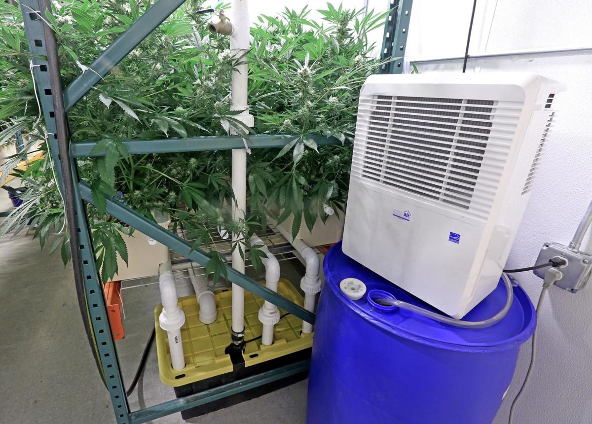 Hydroponic Growing Is A Way To Stand Out In Alaska S Crowded