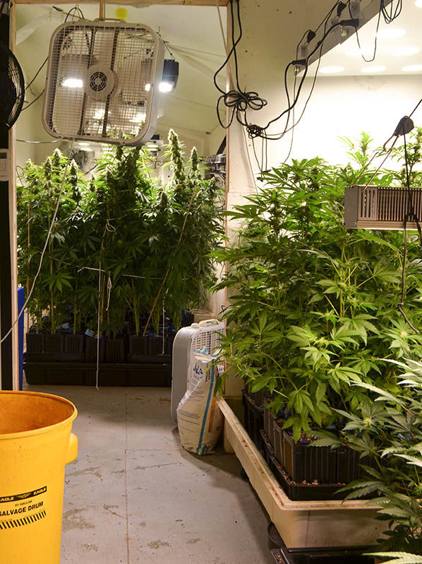 Kodiak is home to Alaska’s most remote cannabis grow op News