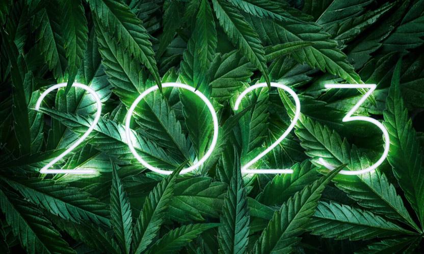Number 2023 year glowing neon on a background of marijuana leaves, dark background