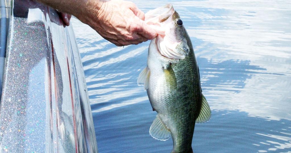 Farm ponds offer excellent fall and winter fishing | Sports |  albanyherald.com