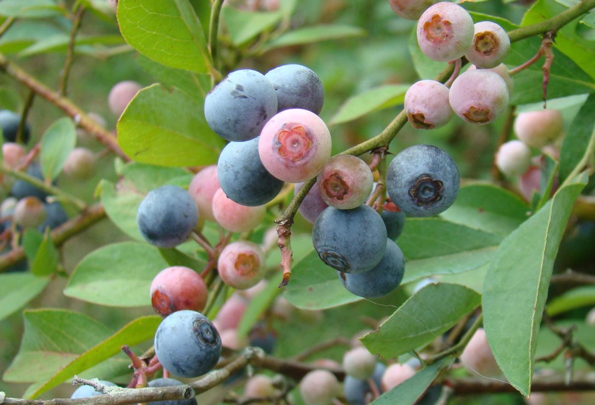 Highbush Blueberry Care (Watering, Fertilize, Pruning, Propagation)  PictureThis