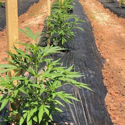From the ground up: Pretoria Fields' hemp production stretches from seeds to finished product