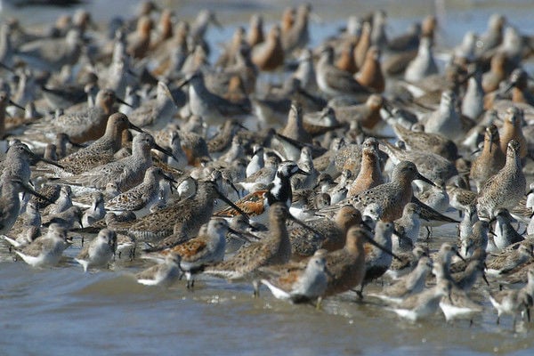 Shorebirds announce 2023 coaching staff - 47abc