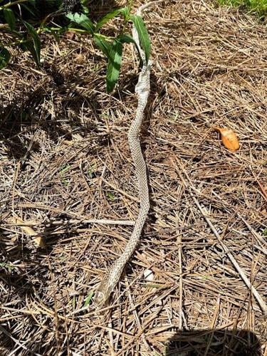 Snakes play vital role in ecosystems, humans' health > Robins Air Force  Base > Article Display
