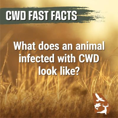 cwd1.png