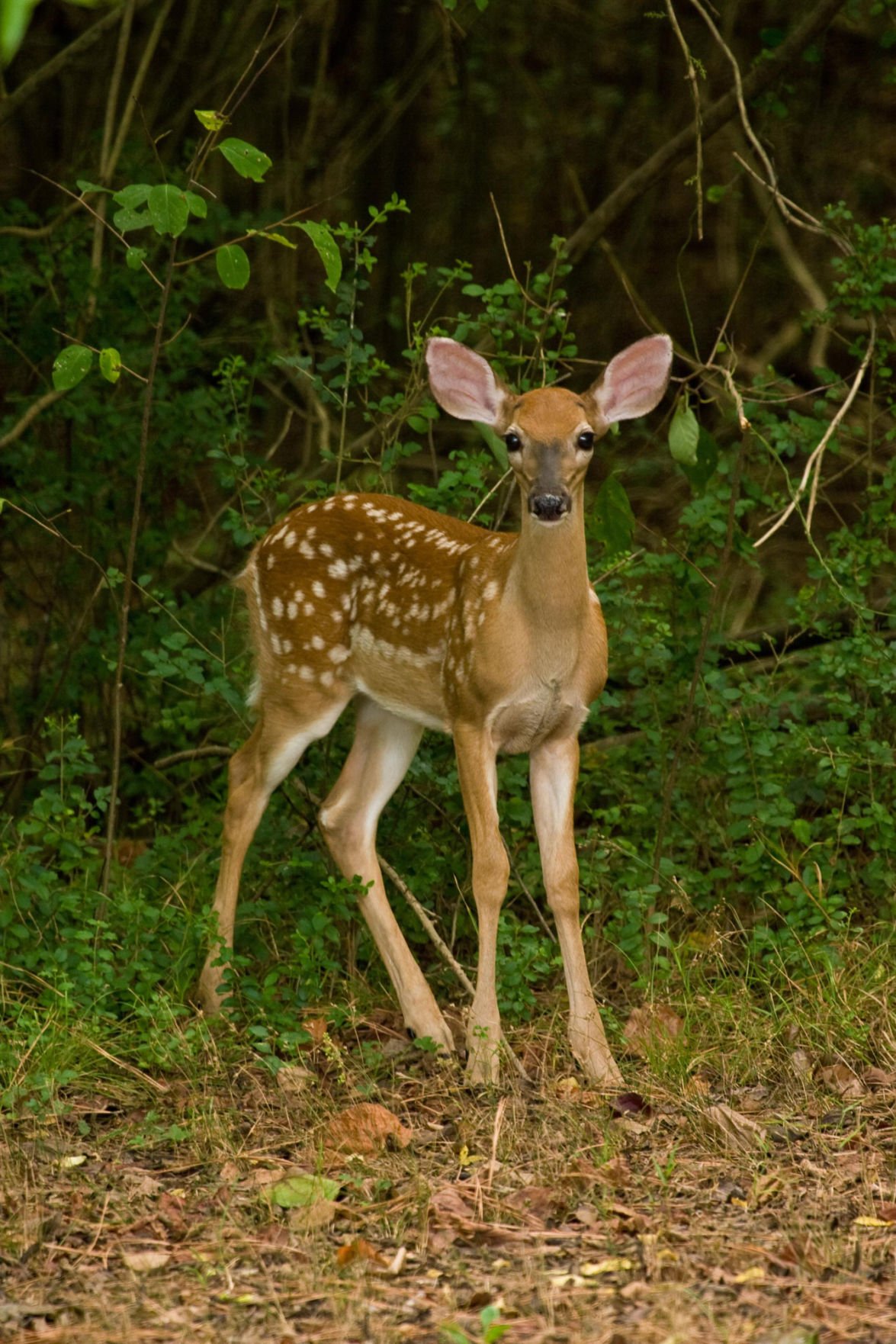Early movements crucial to whitetail fawn | Sports | albanyherald.com