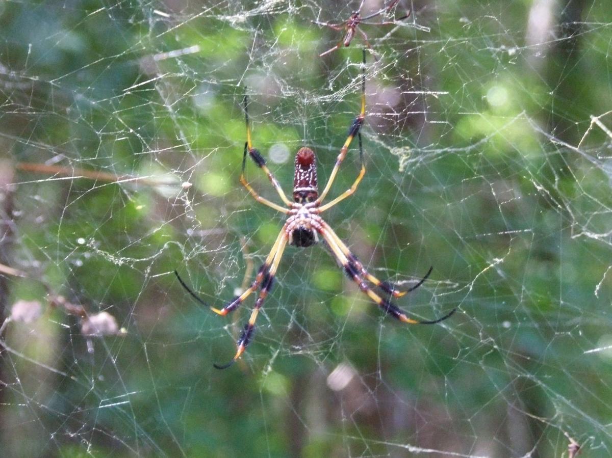 Spiders do much more good than harm, Sports