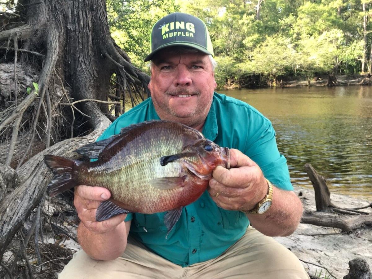 New record redbreast caught on Satilla River in Georgia, Albany Herald  Entertainment