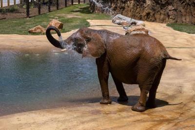 Zoo Atlanta Will Cautiously Re Open Saturday Albany Herald