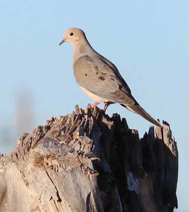 Expanded dove season dates established Features