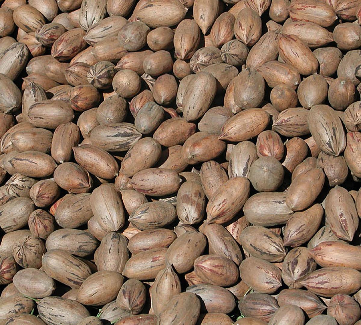 Sunnyland Farms in Albany reviving fall pecan festival Features