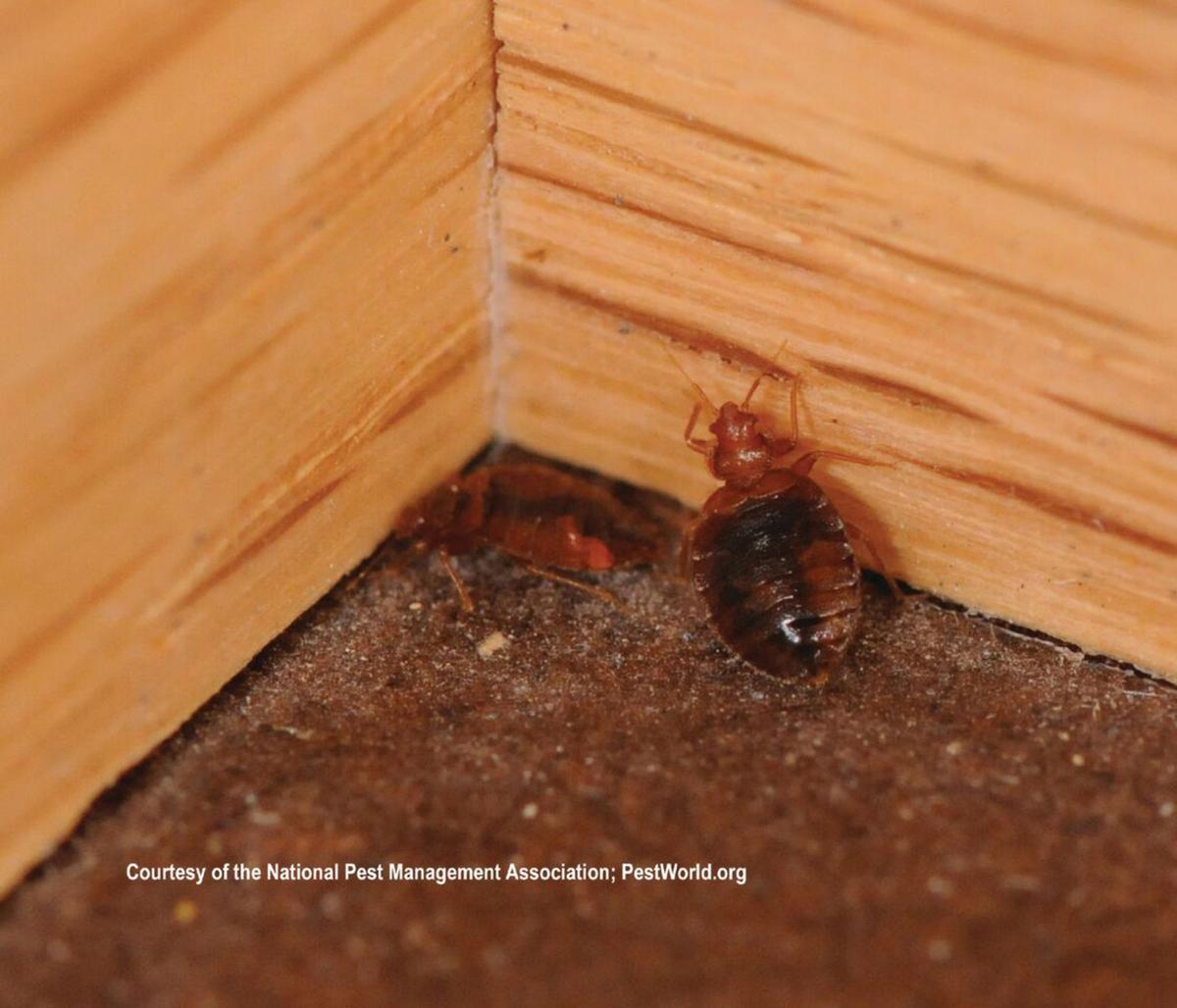 Study Bed Bugs Hide In Unexpected Places Local News