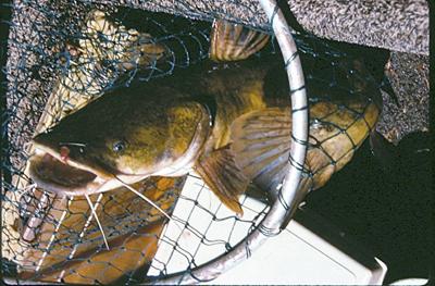 OUTDOORS FEATURE: Flathead catfish are big, bad, ugly and fun