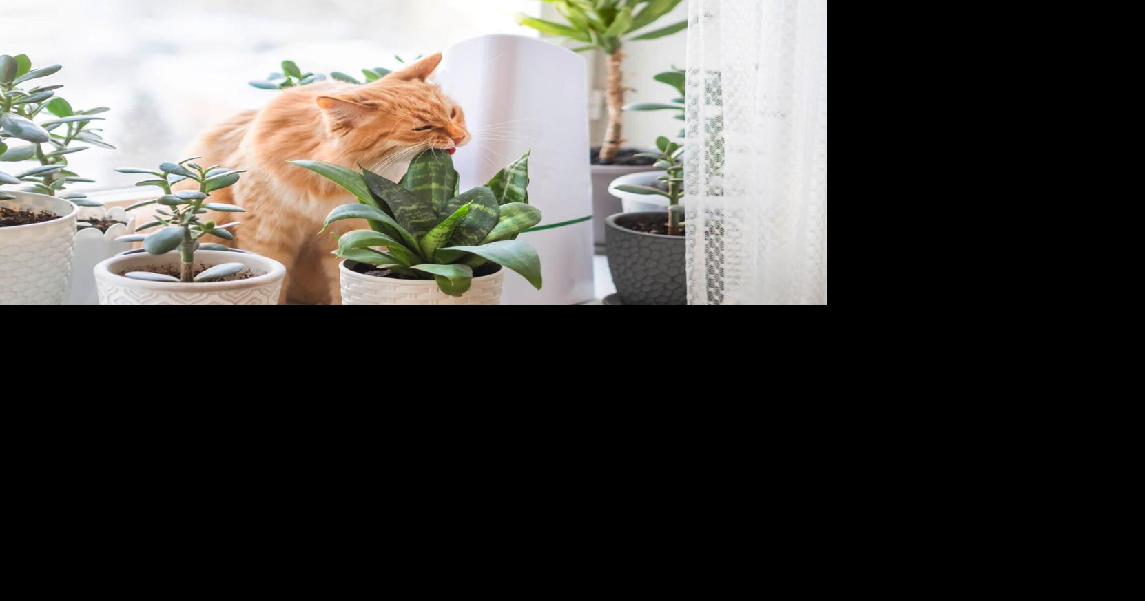 Warning: These plants are toxic to pets, News