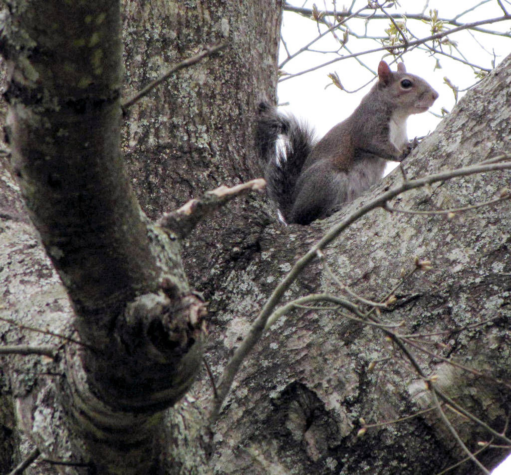 How Much Damage Can a Squirrel Do?