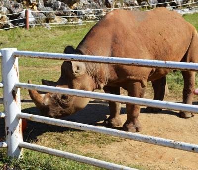 'Black Jack & Black Rhinos" casino night coming to Albany to help aid animal conservation efforts
