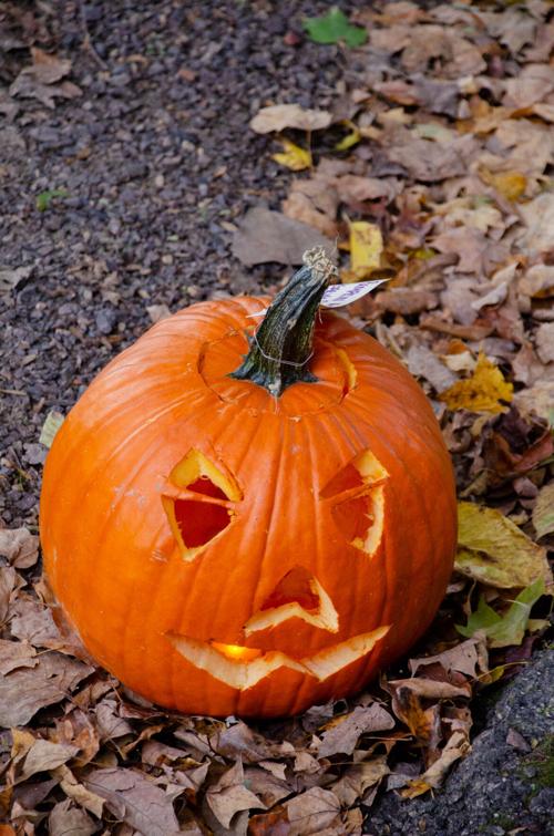 Pumpkin glow walk photos 1