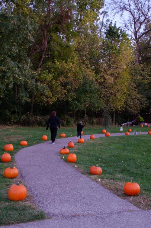 Pumpkin glow walk photos 6