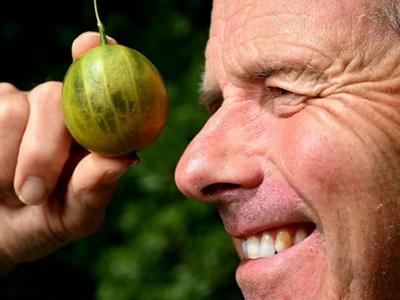 gooseberry_featured