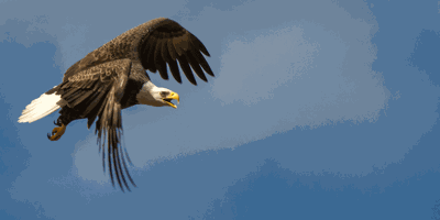 Nature of the Lake: The Majestic Bald Eagle | Archives 