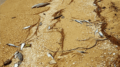 Abundant rain leads to local fish kill