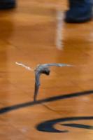 PERSONAL FOUL: Bat disrupts Lady Tigers' game against LaFayette