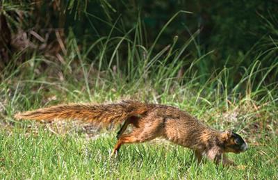 Fox Squirrels Archives Alexcityoutlook Com