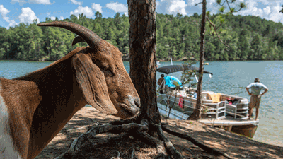 Goat Island
