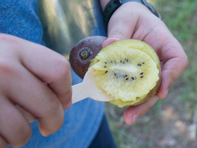 0905 Kiwi 5.jpg