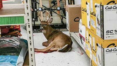 UPDATE: Police forced to euthanize injured deer inside Tractor Supply
