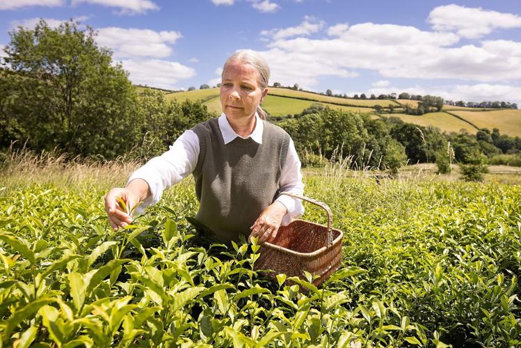 Scientists are using plants from Devon to test whether it is possible to grow tea in space