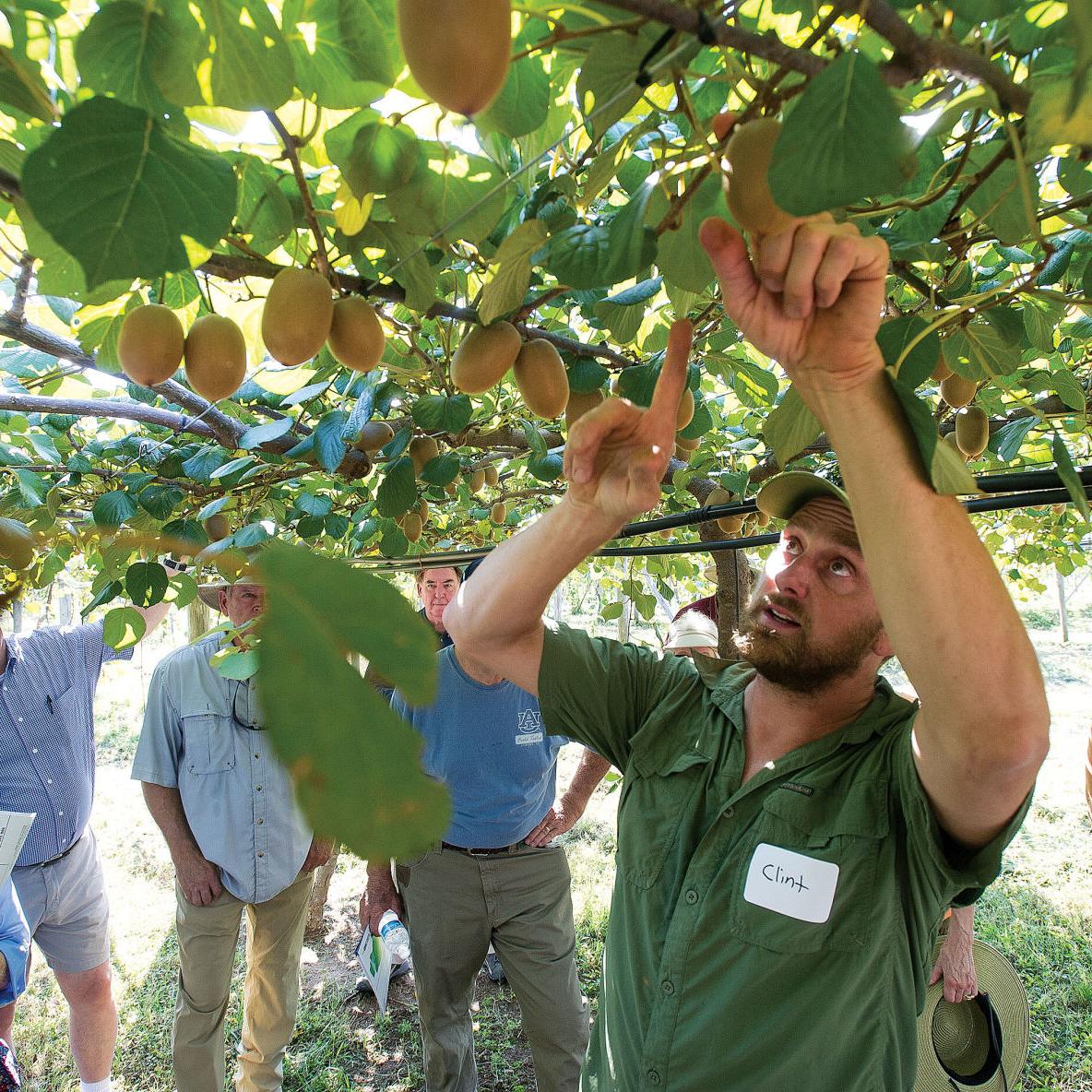 Kiwi: A new Alabama-grown fruit - Alabama News Center