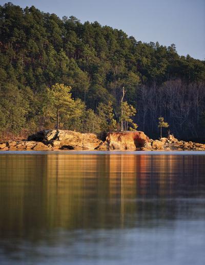 Lake Martin Pines