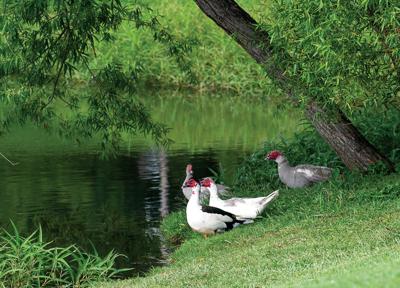 Ducks