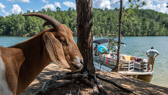 are dogs allowed at goat island