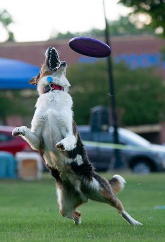 Bark In The Park