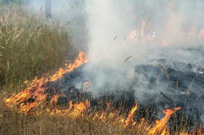 Burning the grass on a summer day at the edge of the forest