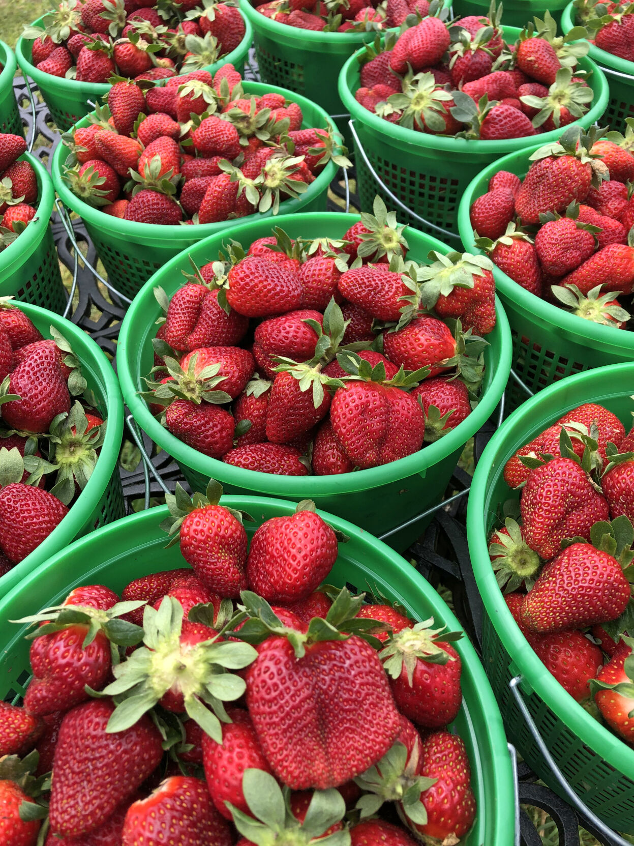 0515 sweet grown alabama1.jpg