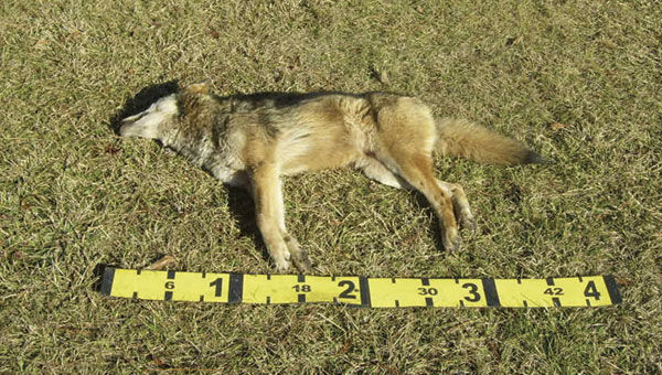 Vermont couple are attacked by a rabid coyote while walking on