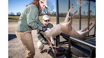Alabama WFF ramps up CWD sampling effort