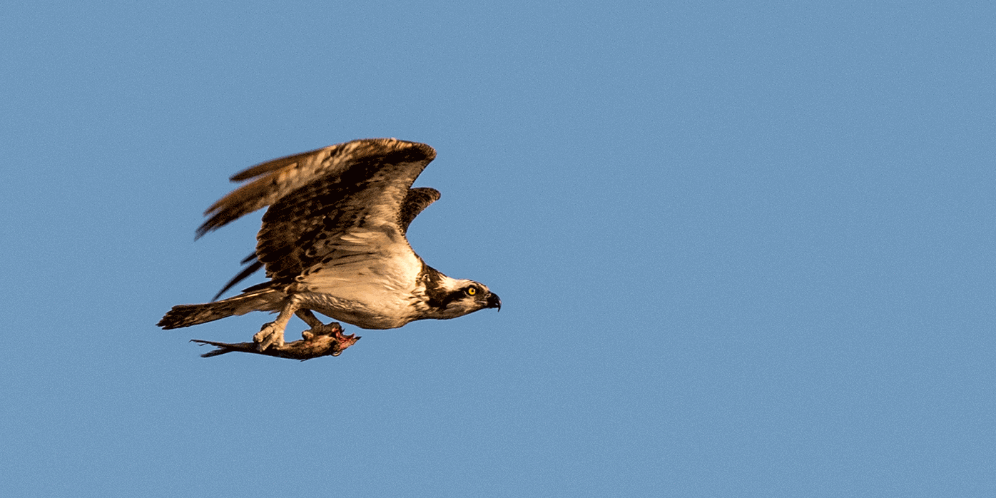 Nature of the Lake: Ospreys | Archives | alexcityoutlook.com