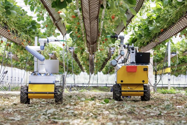 Strawberry-picking robots trialled in hopes to end labour shortages