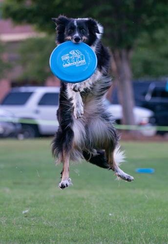 Bark In The Park