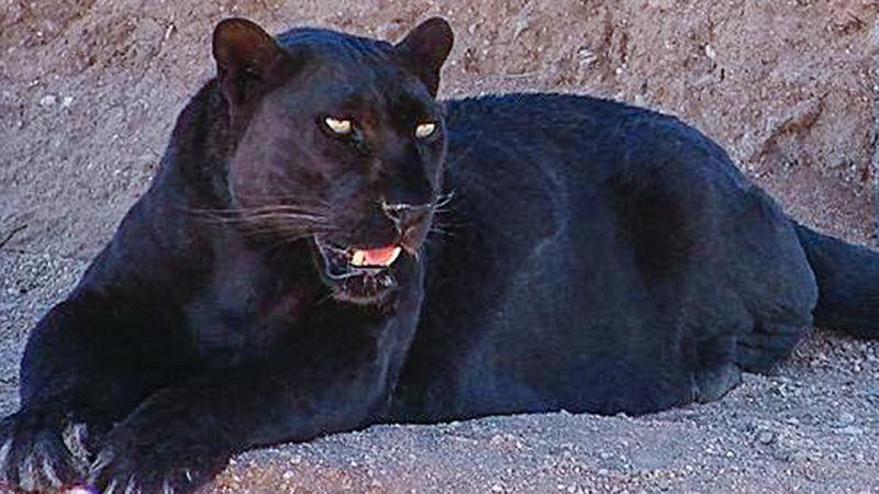 Reports of a black panther sighting has Dadeville abuzz | Dadeville