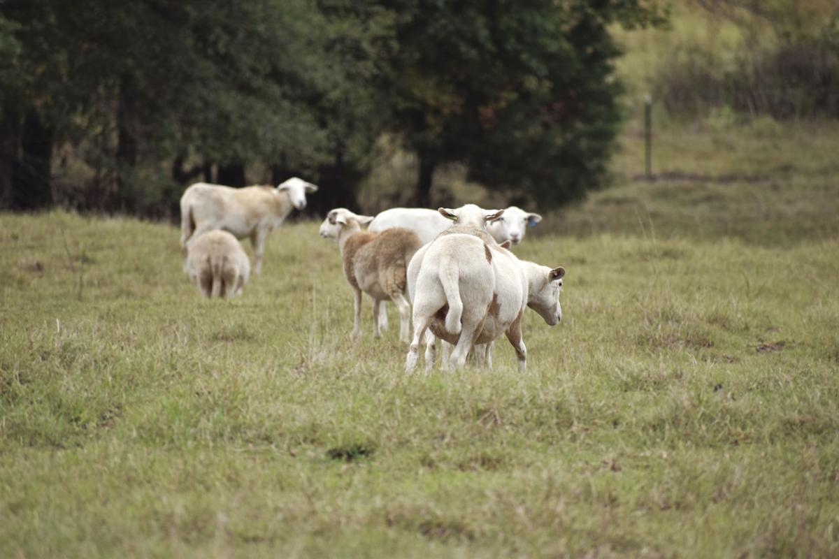 PHOTOS Mann's farm Multimedia