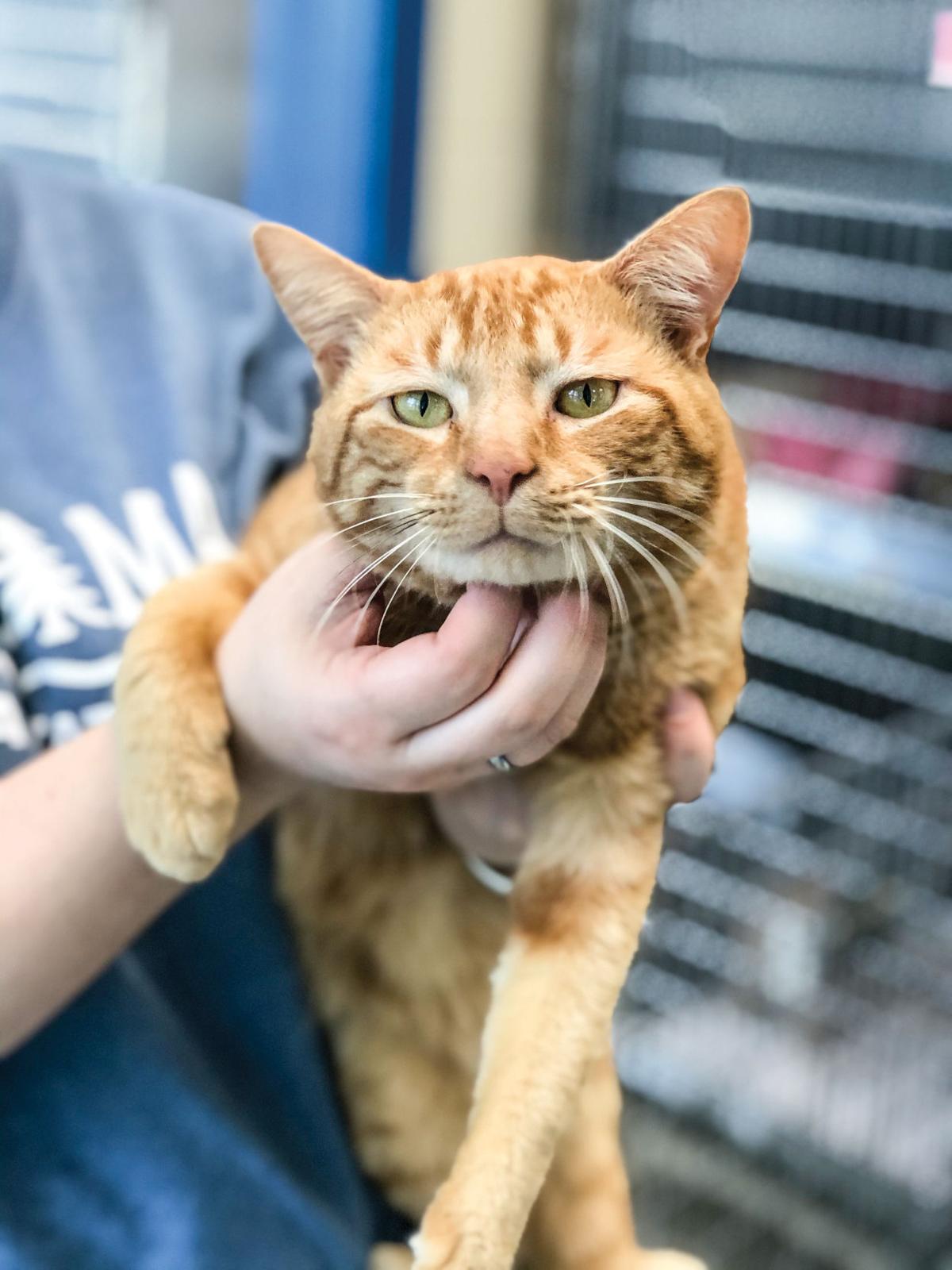 Animal Shelter Asks Public To Avoid Intakes News