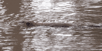 Nature of the Lake: American Beaver