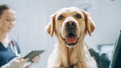 Dogs and their people: Companions in cancer research
