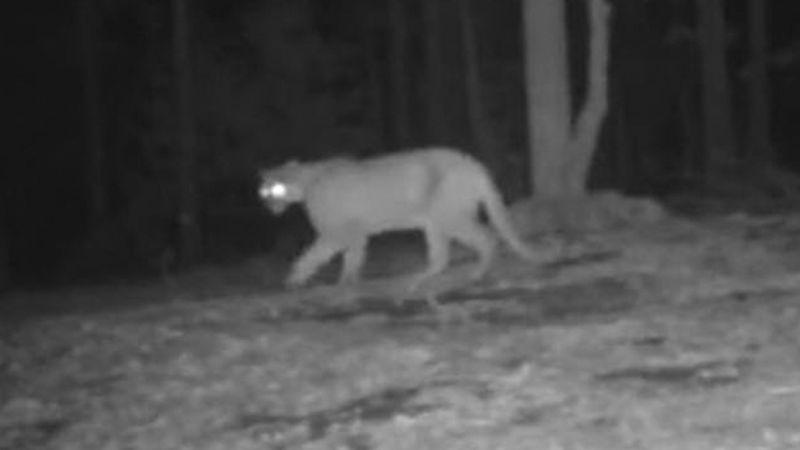 Another Reported Big Cat Sighting Creates Social Media Buzz