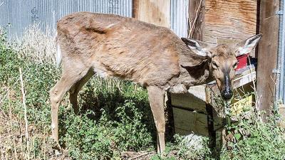 CWD positive in Mississippi promotes quick response